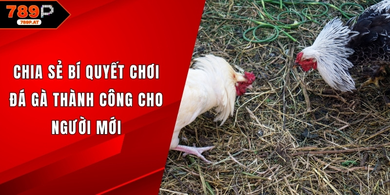 Bí quyết chơi đá gà thành công